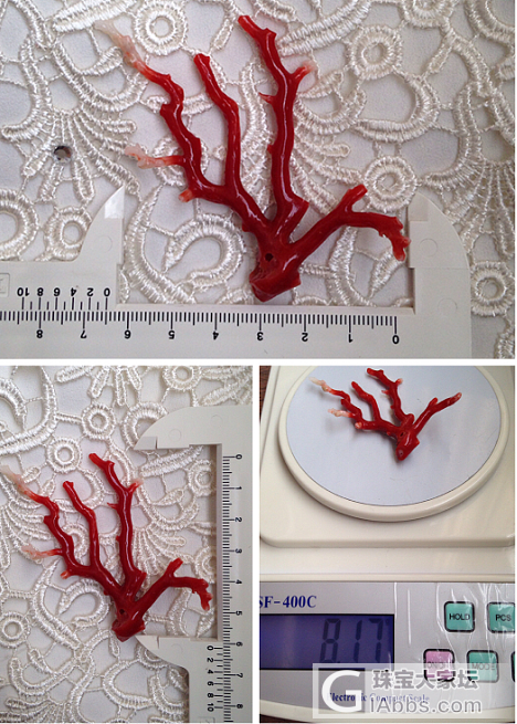 日本阿卡红珊瑚 树形摆件 整树无拼接 天然无优化 吉祥摆件 投资收藏_摆件珊瑚