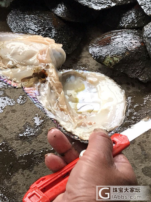 珍珠可贵之处在于生命的付出_珍珠
