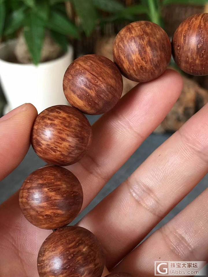 太行黑油陈化料_珠串崖柏