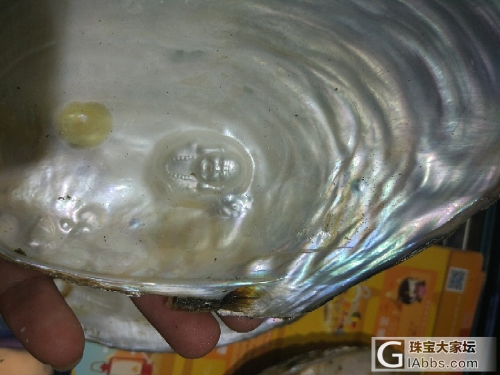 有没有人认识这种东西？_贝壳
