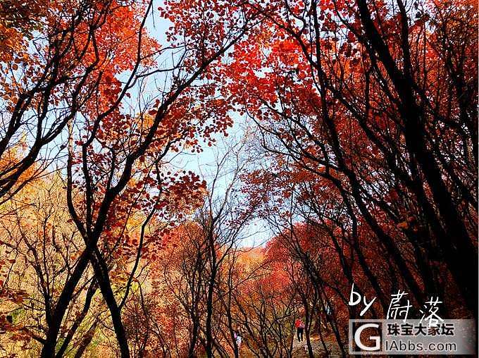 周末爬山看红叶_济南旅游