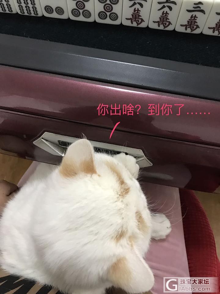 吸猫啦_猫