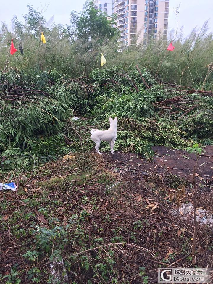 保护中华田园犬从我做起_狗