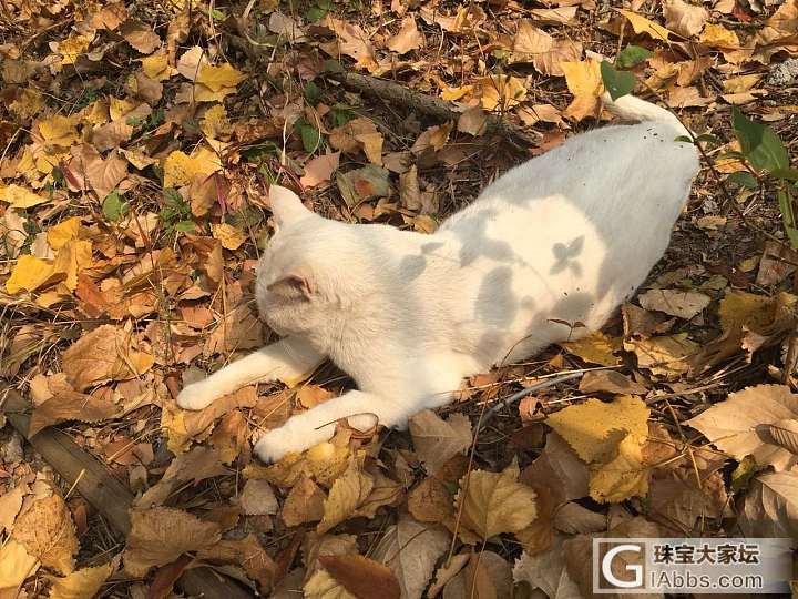 树林里长出一只大肥喵_猫