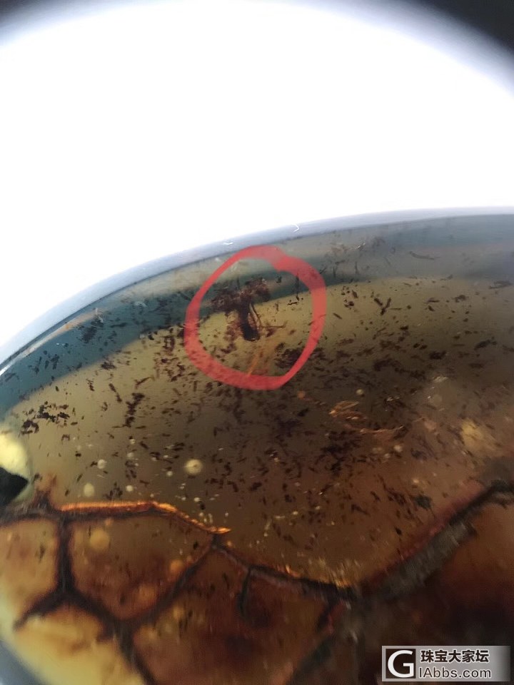多米蓝虫珀_挂件虫珀