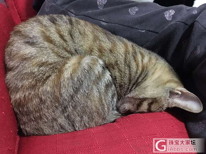 主子照奉上_猫