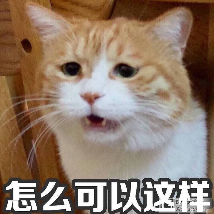 一大早的被喵秀恩爱了_猫