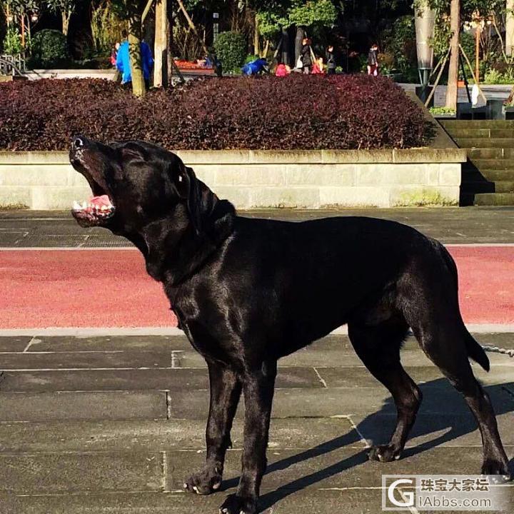 天下第一犬！😎_首饰