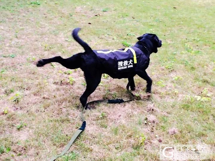 天下第一犬！😎_首饰