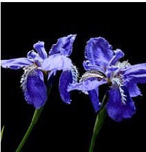 杰罕苔丝jahan Daisy 珠宝新到一批阿富汗紫色尖晶石～鸢尾花色、薰衣草色_刻面宝石尖晶石