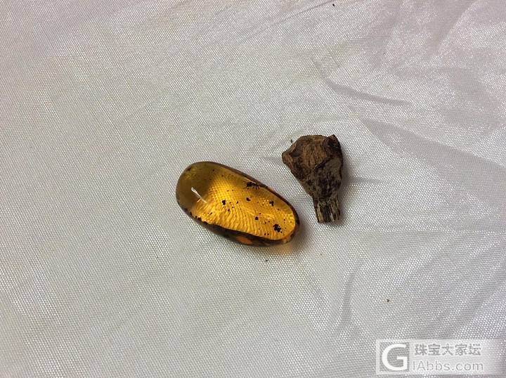 虫子_蛋面虫珀
