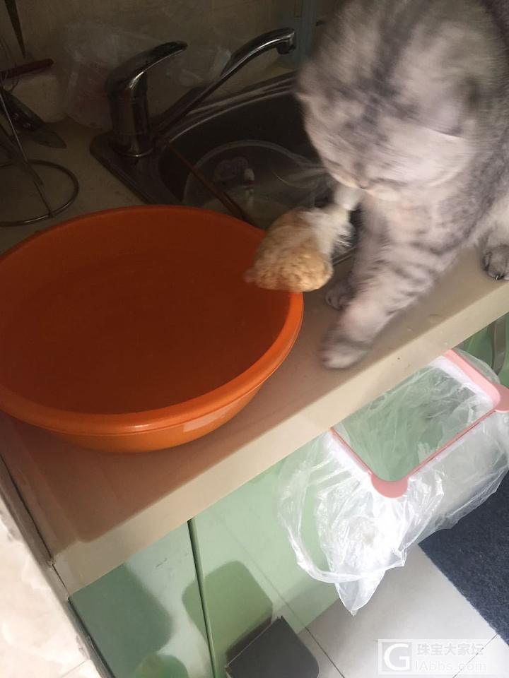 一只偷东西的大馋猫_猫