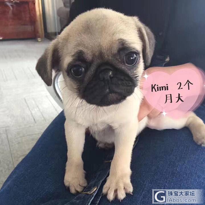 两只懒🐶_狗