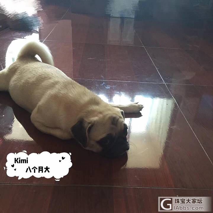 两只懒🐶_狗