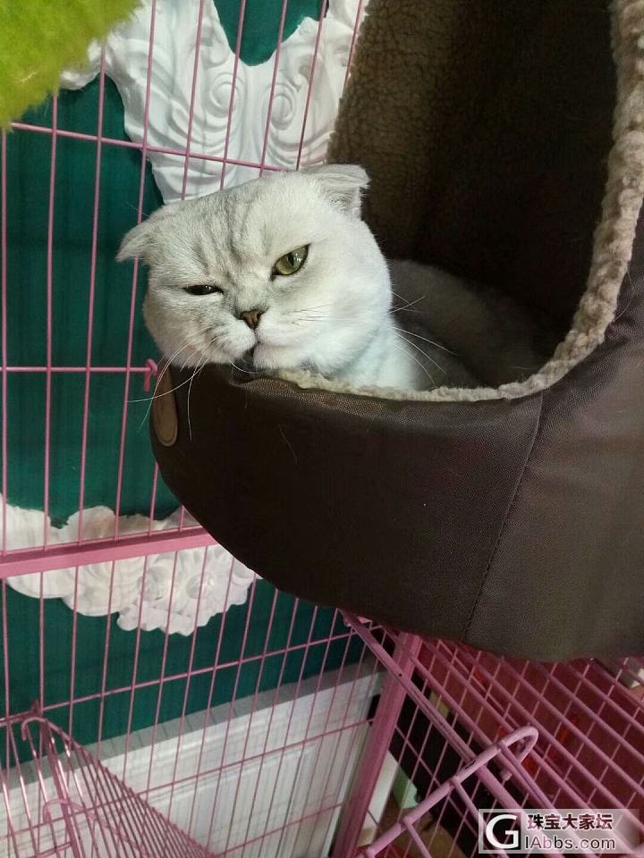 周末_耳坠翡翠猫