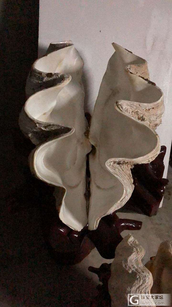 喜欢的进来看看_砗磲