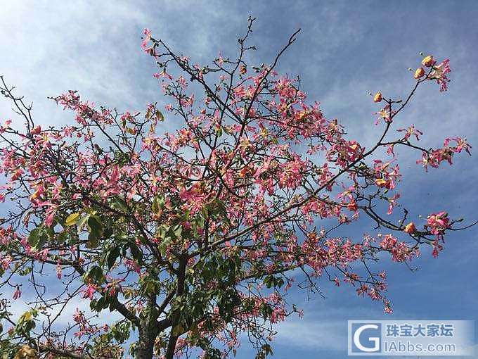 正值深圳好时节_深圳植物摄影