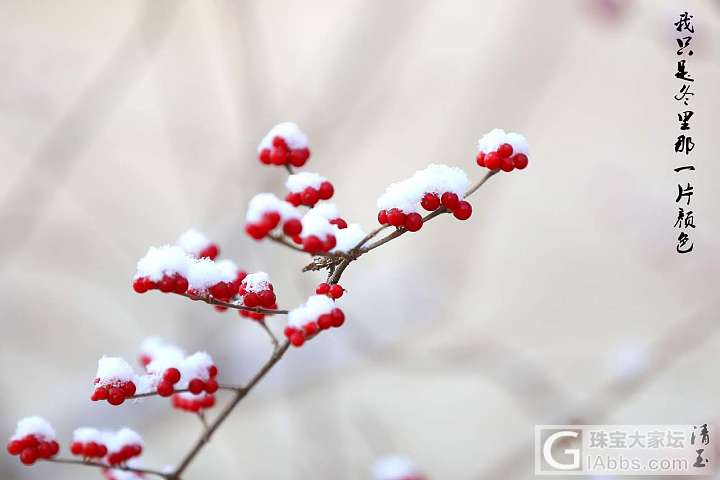 大雪节气降瑞雪_摄影