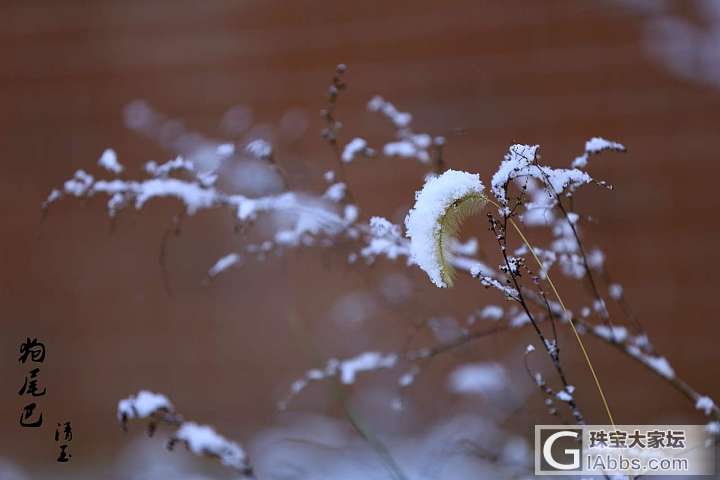 大雪节气降瑞雪_摄影