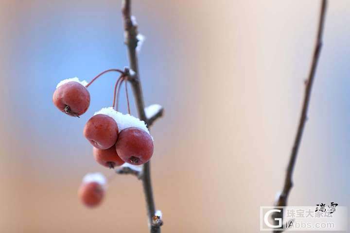 大雪节气降瑞雪_摄影