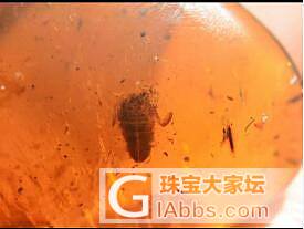 缅甸虫珀_虫珀