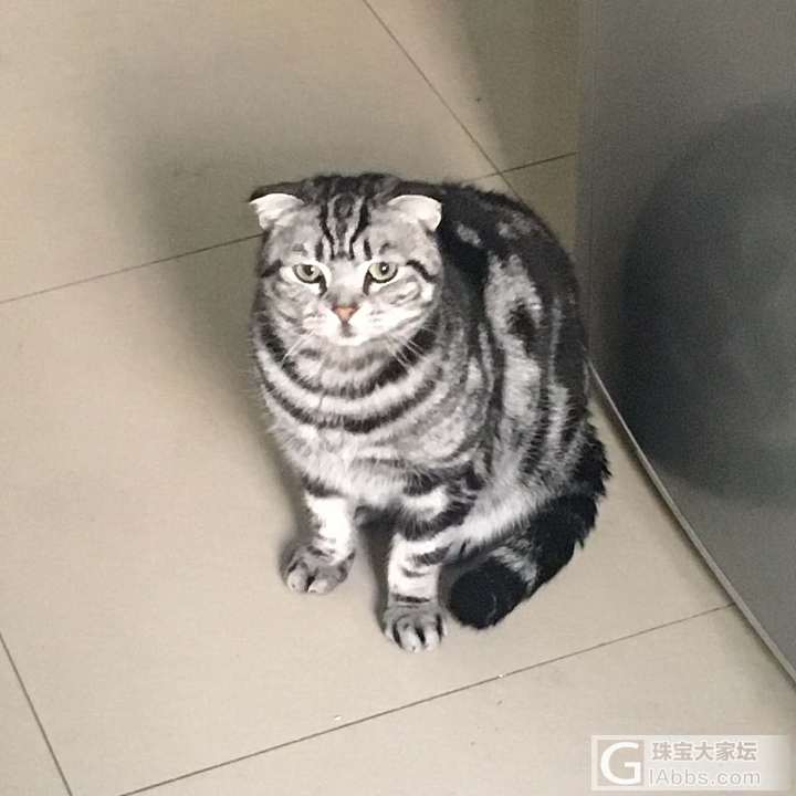 看看咱如此对称的花色_猫