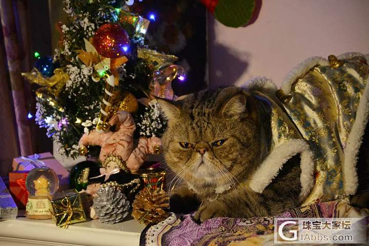 拍圣诞照_猫