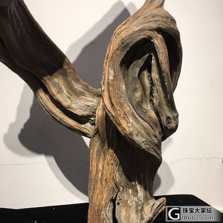 大巴山红骨料_崖柏