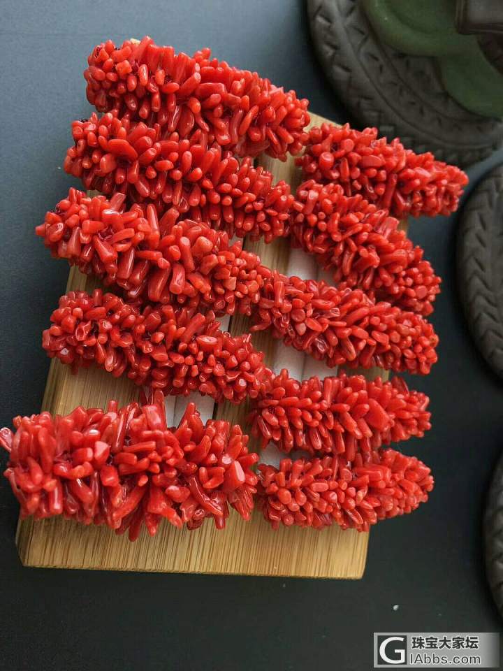 红珊瑚毛毛虫_珊瑚