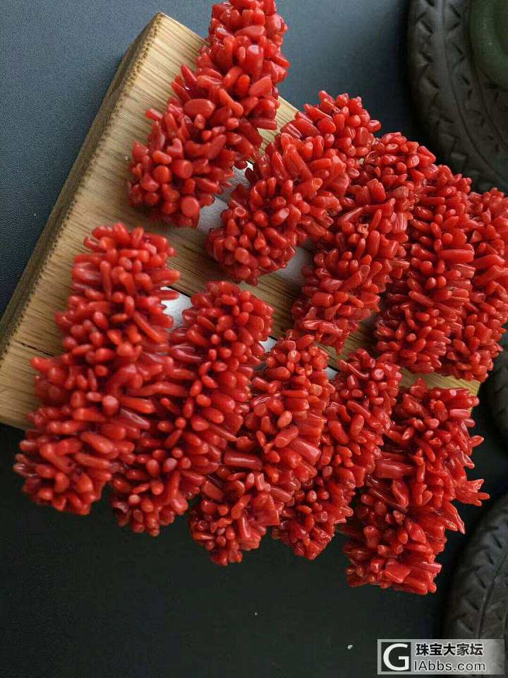 红珊瑚毛毛虫_珊瑚