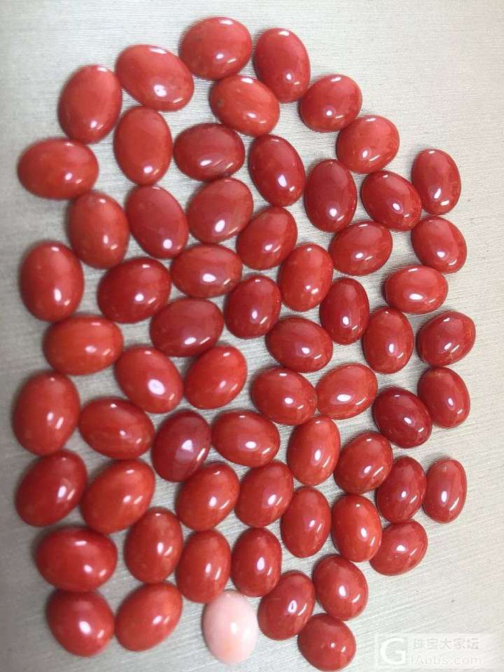红珊瑚_珊瑚