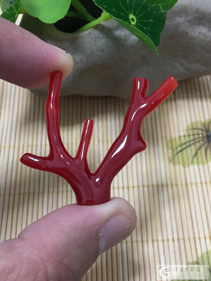 日本阿卡牛血珊瑚枝，4.27克，玻璃质感。 特价599_配品珊瑚