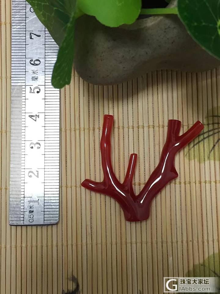 日本阿卡牛血珊瑚枝，4.27克，玻璃质感。 特价599_配品珊瑚