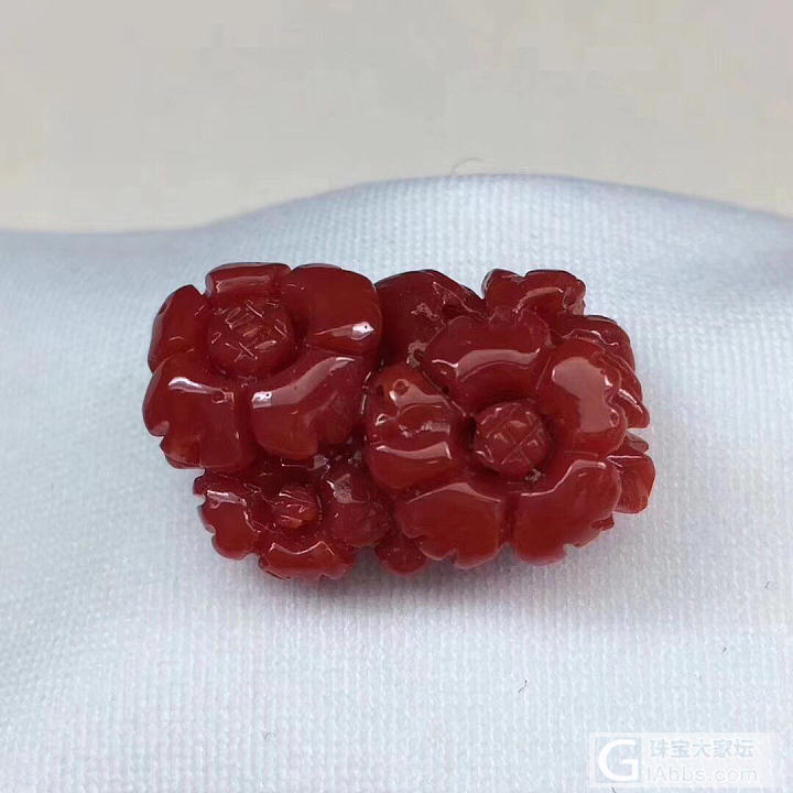 新人入坛多多照顾！_珊瑚
