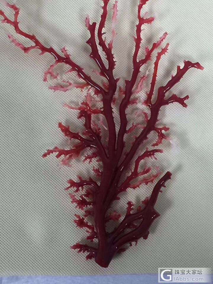 新人入坛多多照顾！_珊瑚