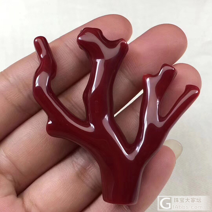新人入坛多多照顾！_珊瑚