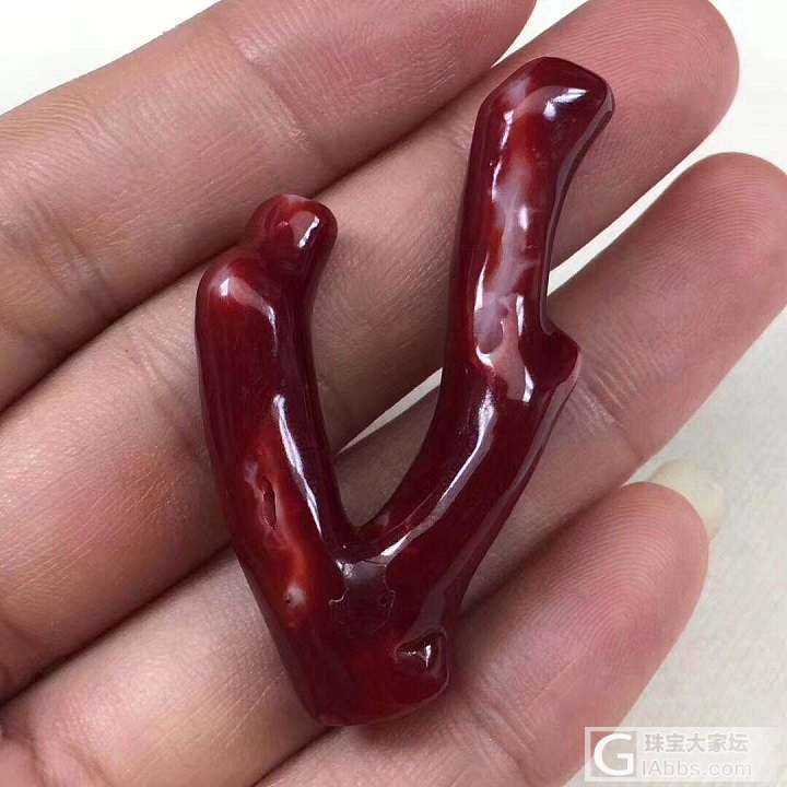 新人入坛多多照顾！_珊瑚