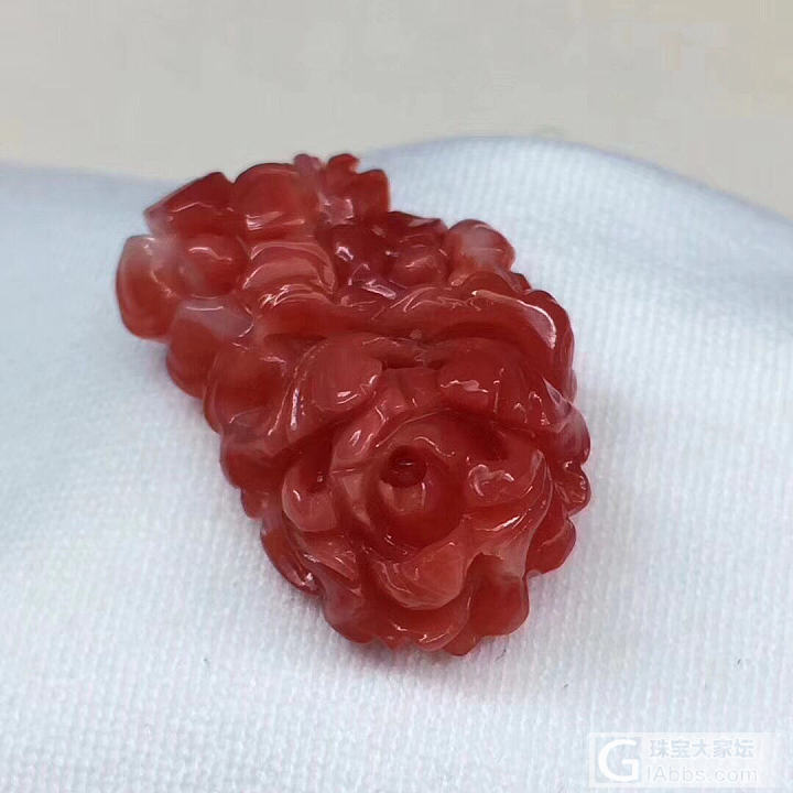 新人入坛多多照顾！_珊瑚