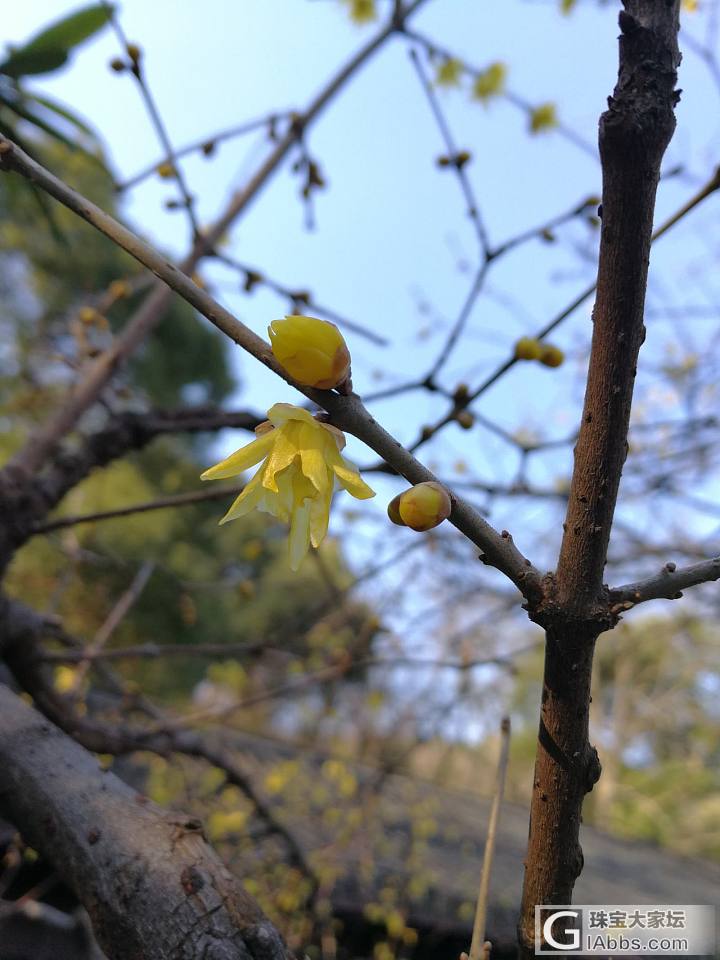 花_挂件和田玉