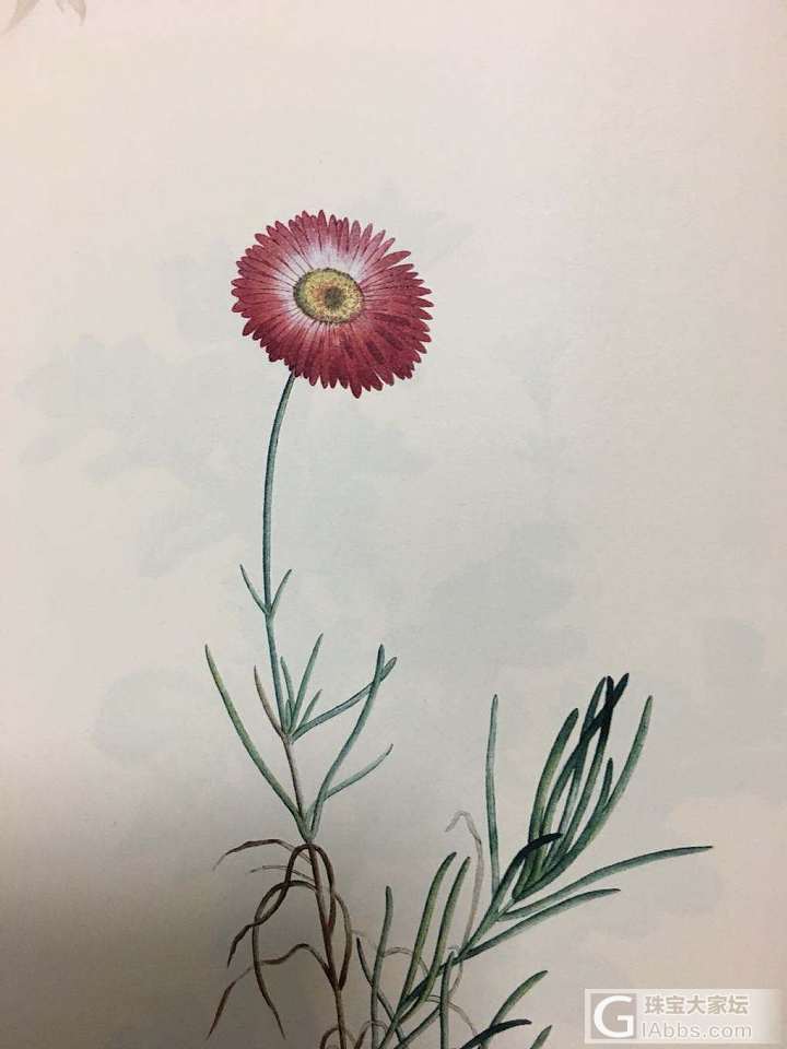 雷杜德的手绘花卉图谱_书画