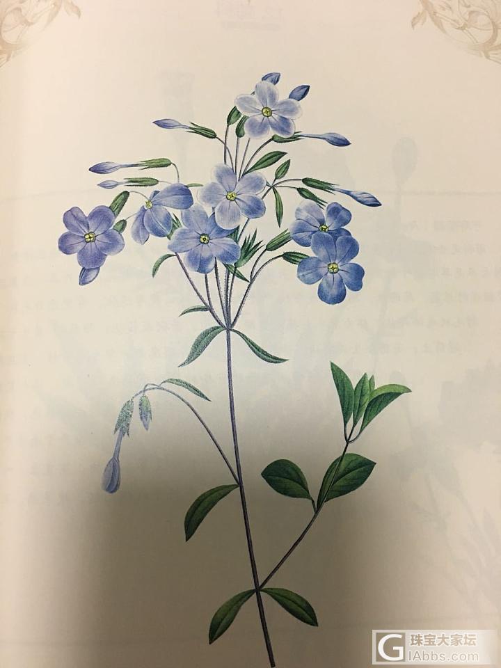 雷杜德的手绘花卉图谱_书画