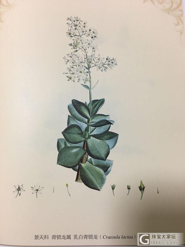 雷杜德的手绘花卉图谱_书画