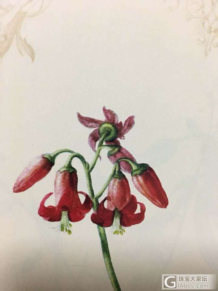 雷杜德的手绘花卉图谱_书画