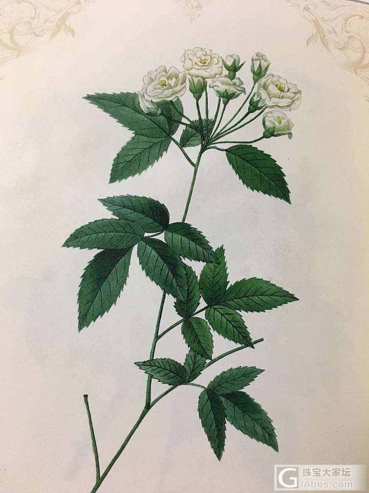雷杜德的手绘花卉图谱_书画