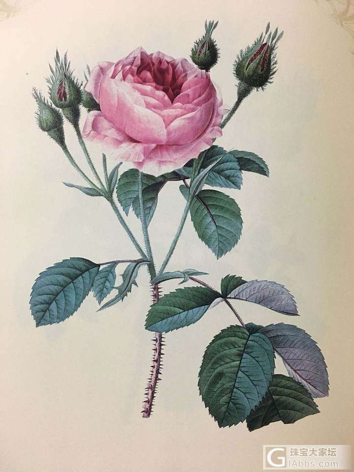 雷杜德的手绘花卉图谱_书画
