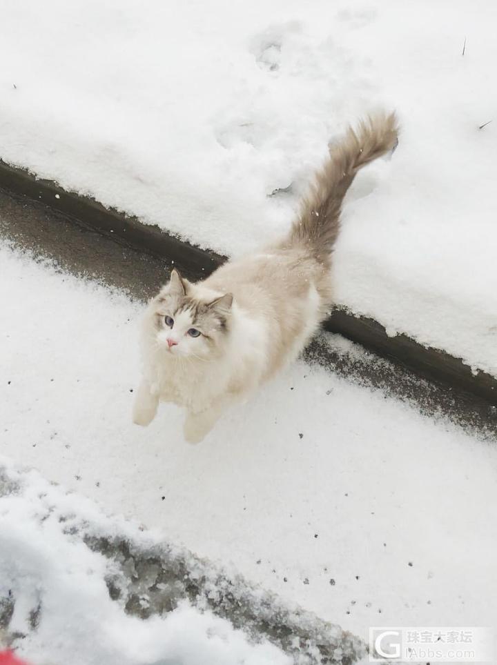 带啾啾出去玩雪_猫