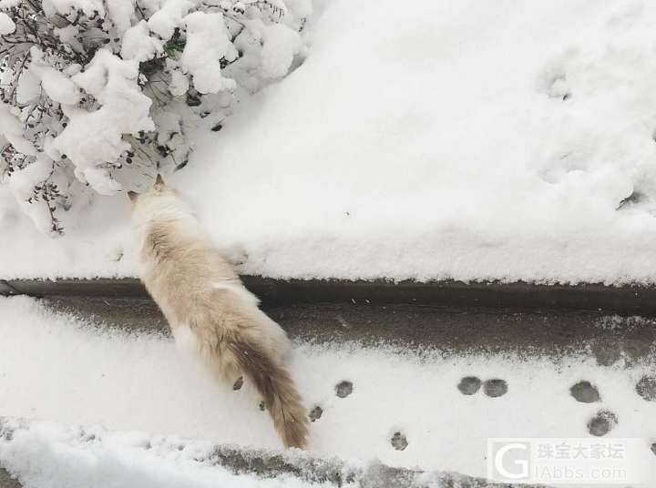 带啾啾出去玩雪_猫