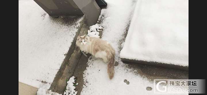 带啾啾出去玩雪_猫