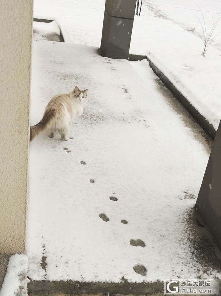 带啾啾出去玩雪_猫