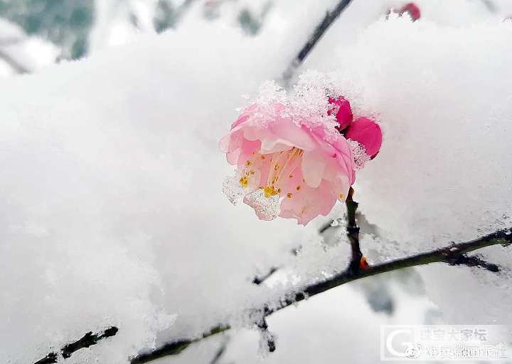 安徽雪景，每一张都适合做屏保！多图慎入。_摄影